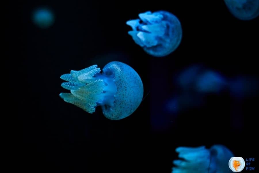 Blue Blubber Jellyfish