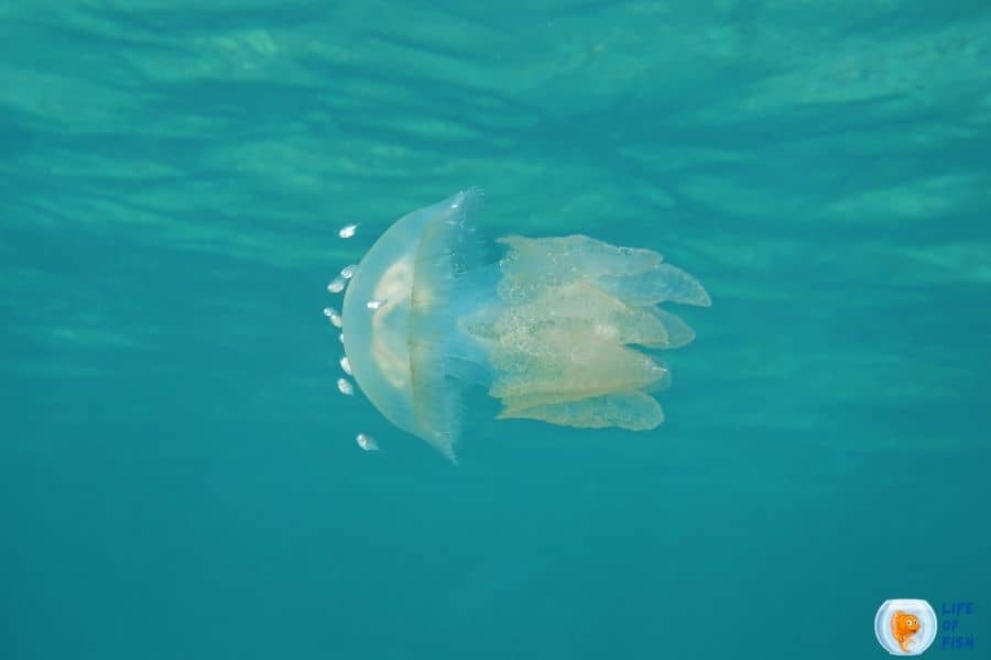 Blue Blubber Jellyfish