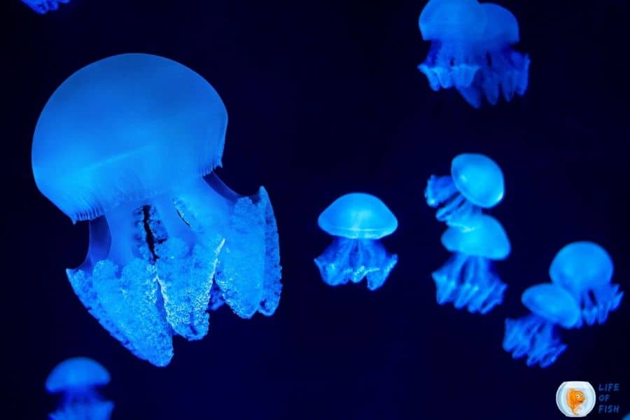 Blue Blubber Jellyfish