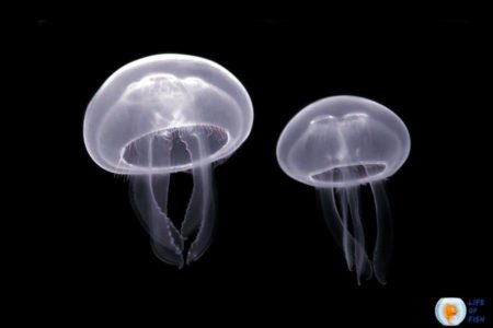 How Are Jellyfish Born? | 8 Interesting Facts On Jellyfish Life Cycle |