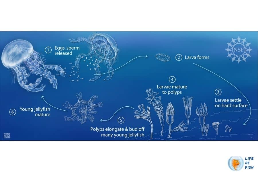 How Are Jellyfish Born 