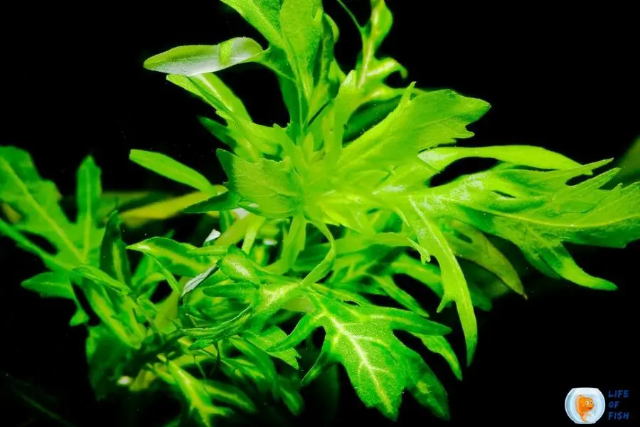 Hygrophila difformis