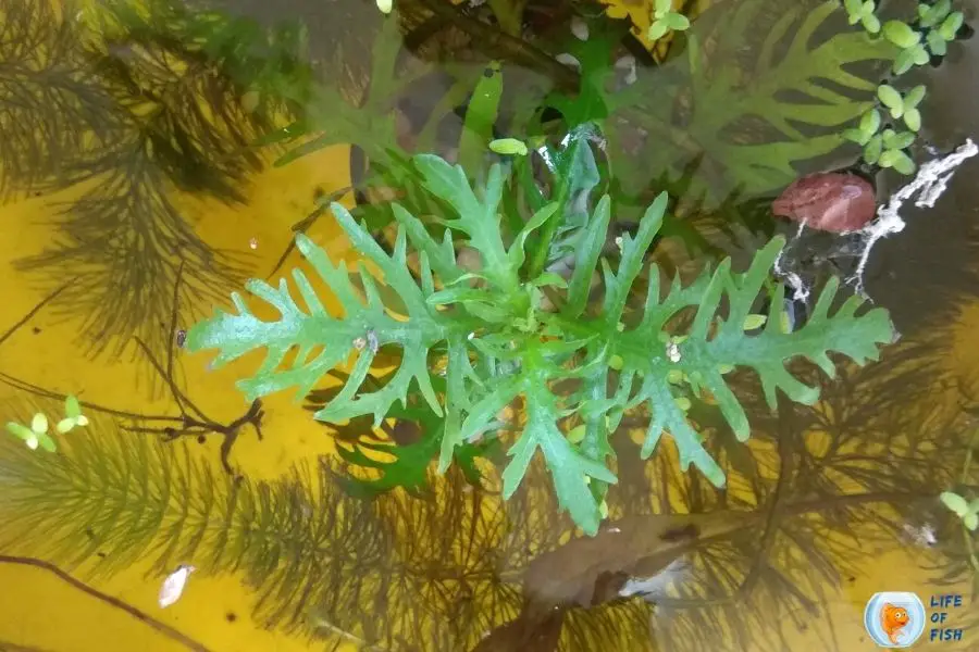 Hygrophila difformis