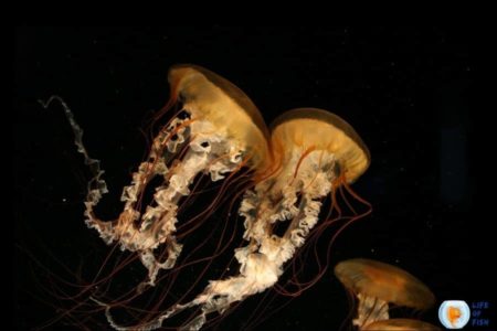 What Do Jellyfish Eat? 5 Super Interesting Facts About Jellyfish