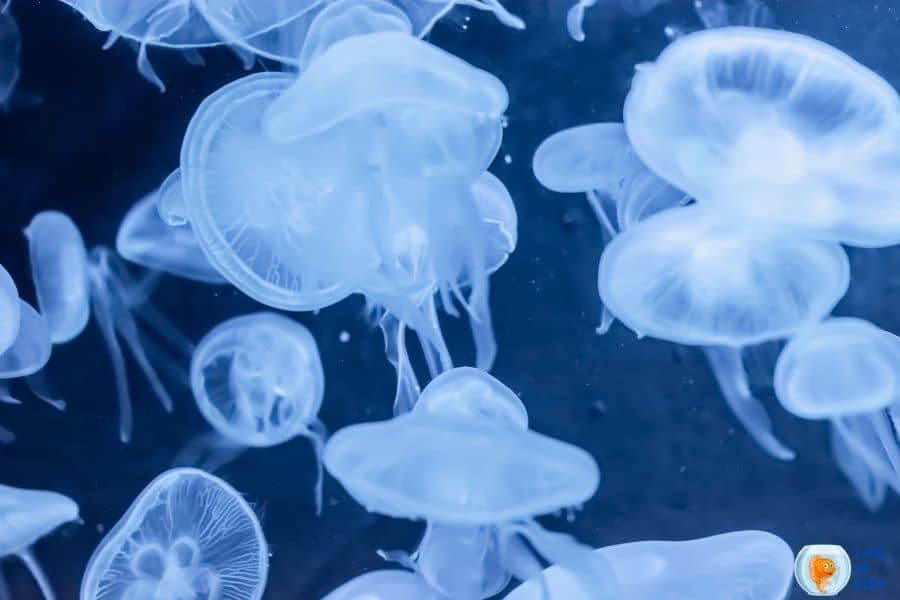 How long do jellyfish live