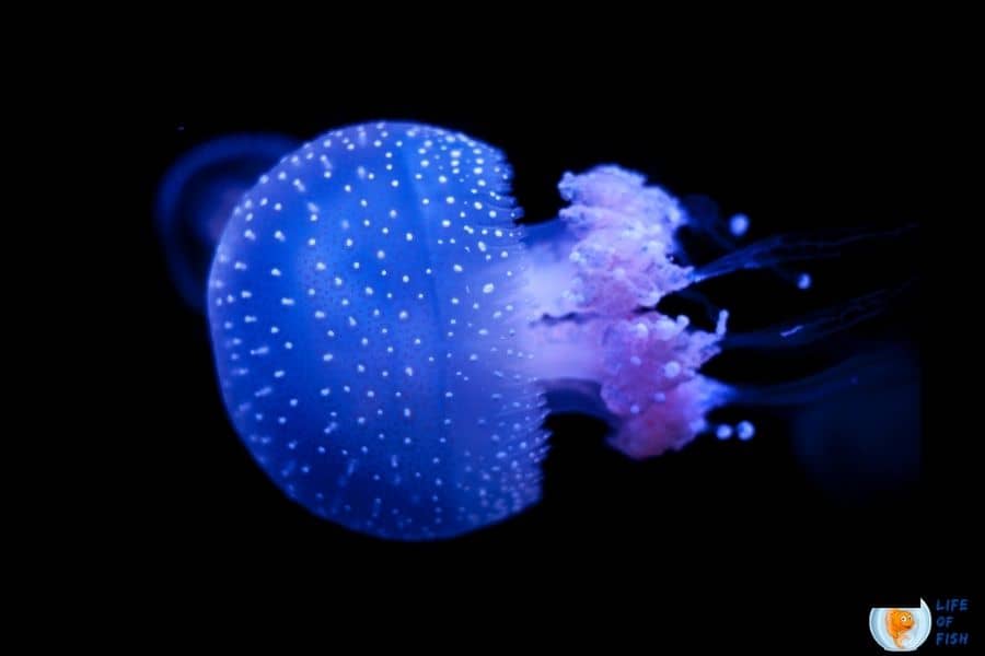 what do jellyfish eat