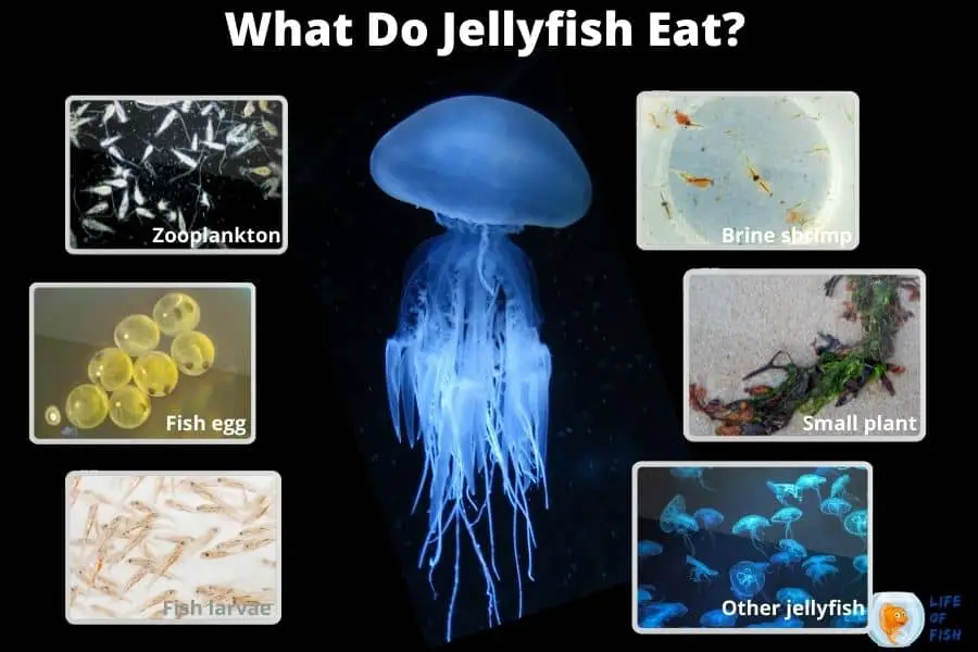 what do jellyfish eat