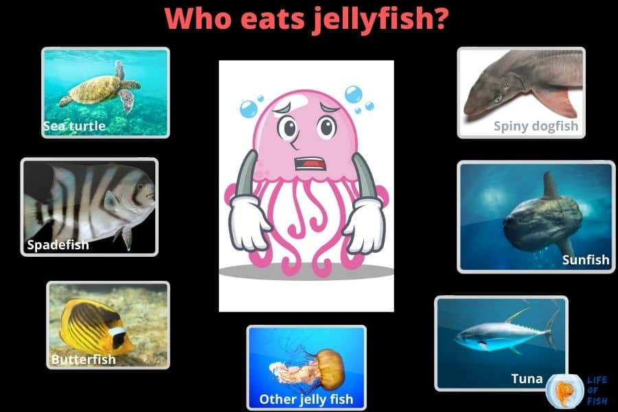 who eat jellyfish