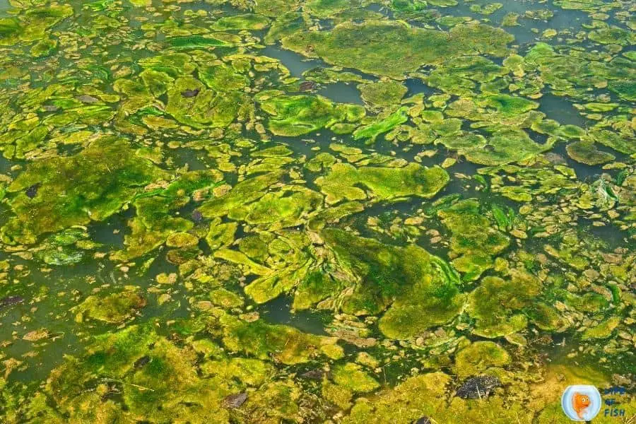 Keep Algae Out Of Pond