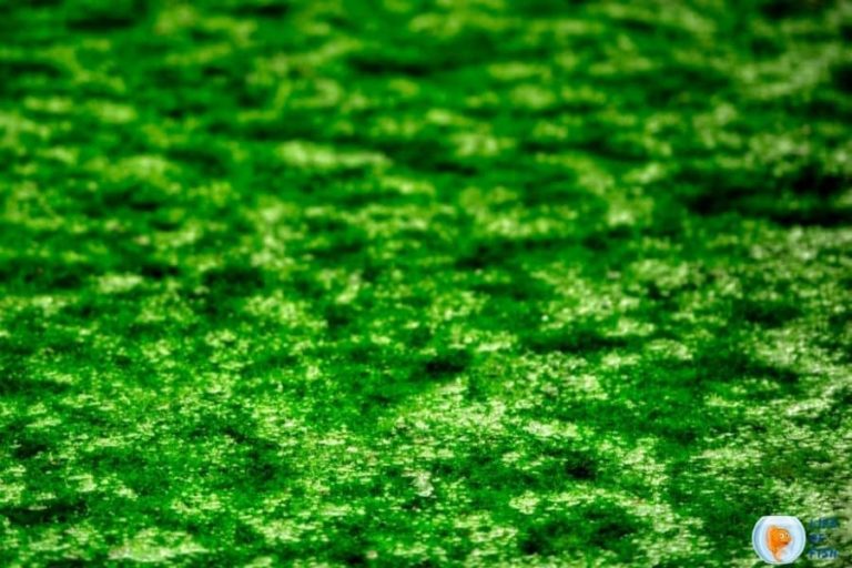 Super Easy Beginner Guide Of How To Keep Algae Out Of Pond?