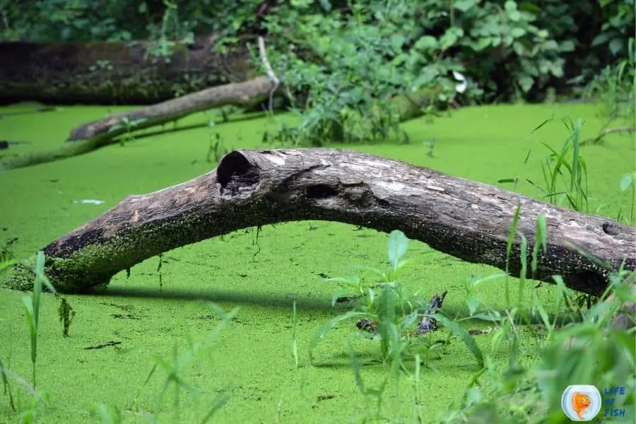 Keep Algae Out Of Pond