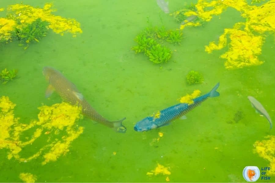 Keep Algae Out Of Pond