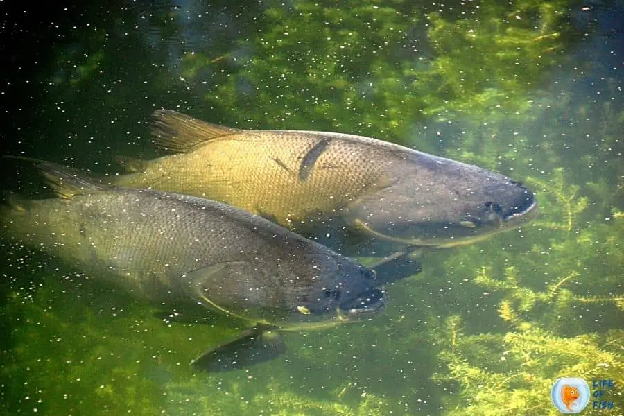 Keep Algae Out Of Pond