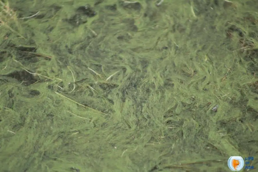 Keep Algae Out Of Pond