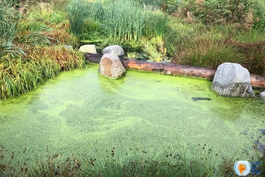 Keep Algae Out Of Pond
