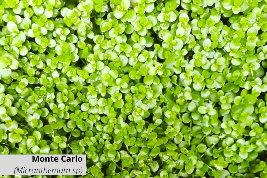 Floating aquarium plants