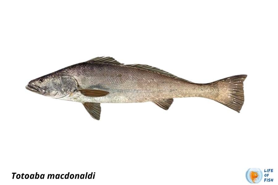 Totoaba macdonaldi