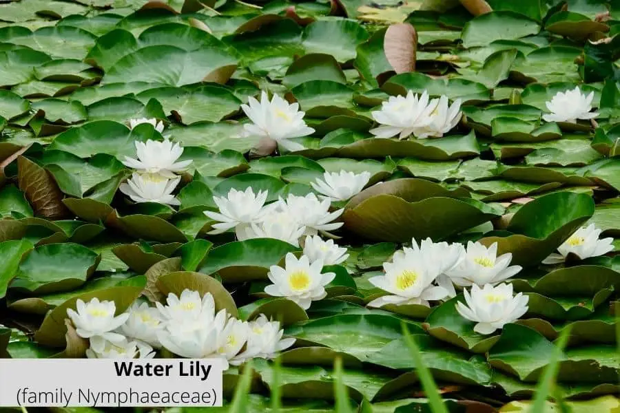 Floating aquarium plants