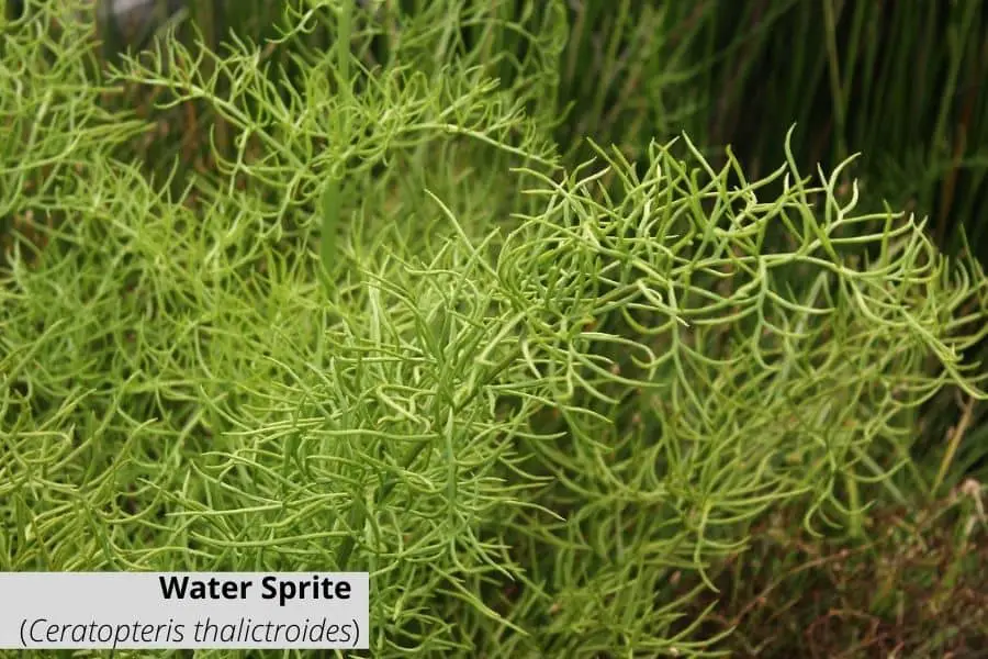 Floating aquarium plants