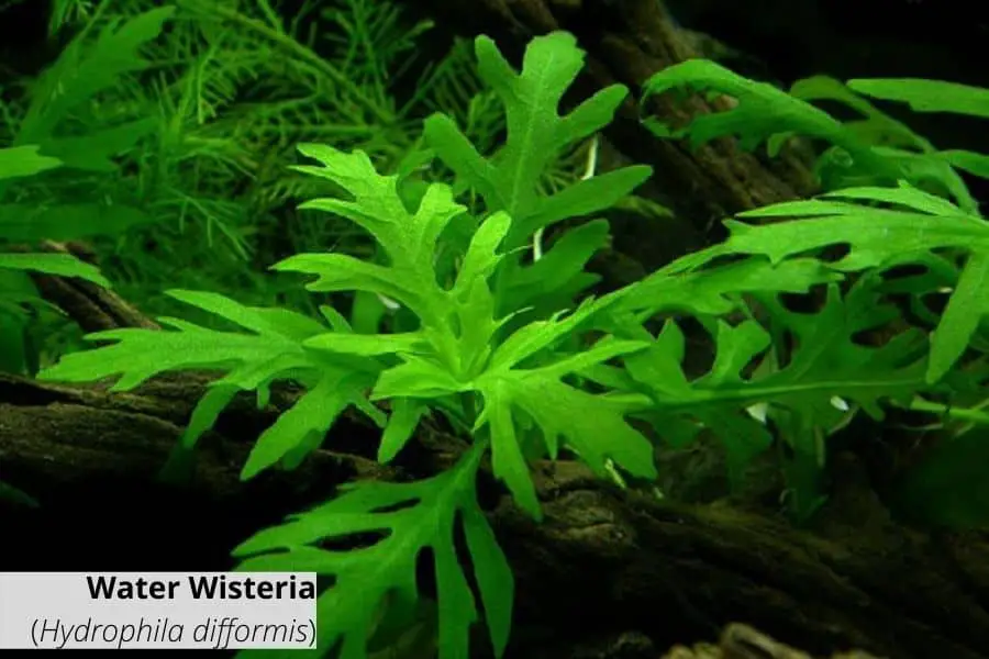 Floating aquarium plants