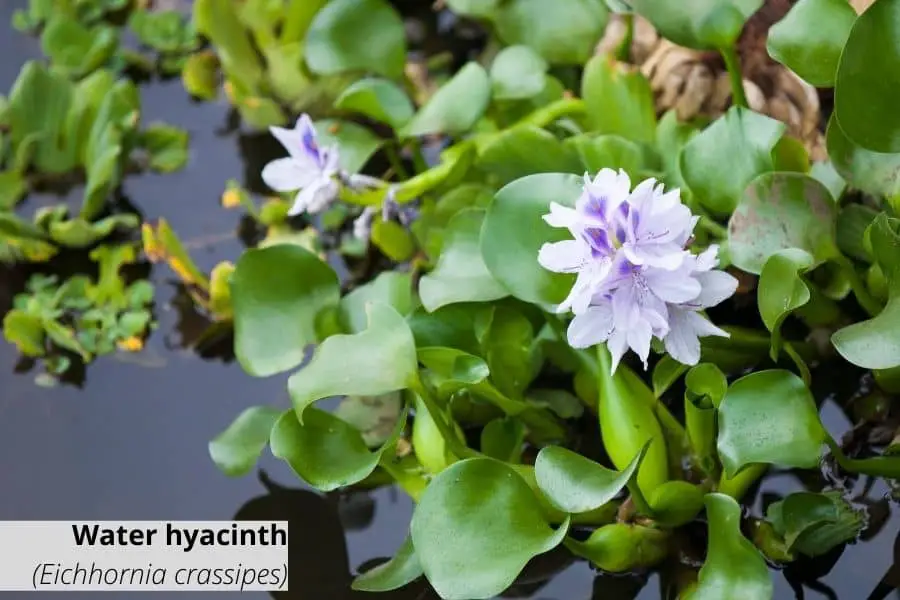 Floating aquarium plants