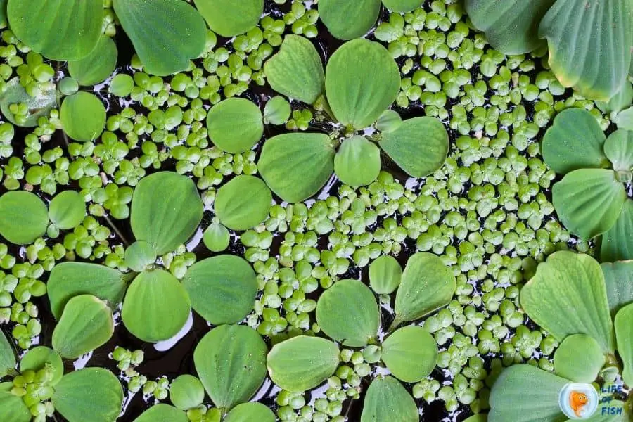 Floating aquarium plants