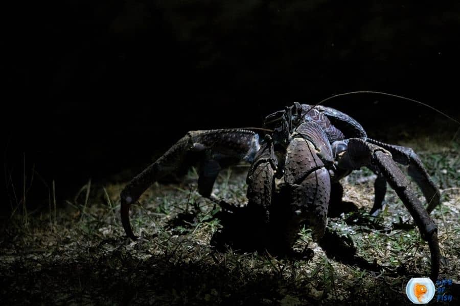 are coconut crab dangerous