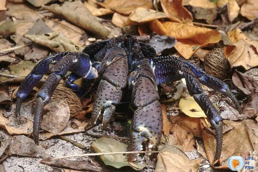 are coconut crab dangerous