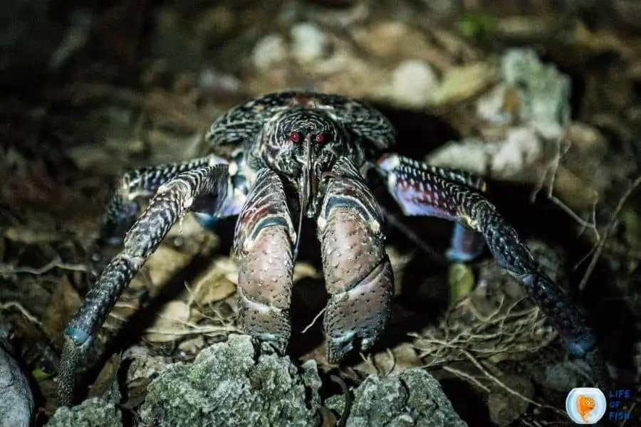 are coconut crab dangerous