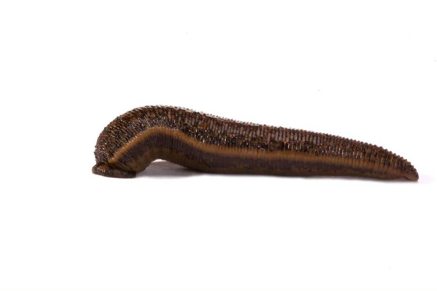 Asian leech