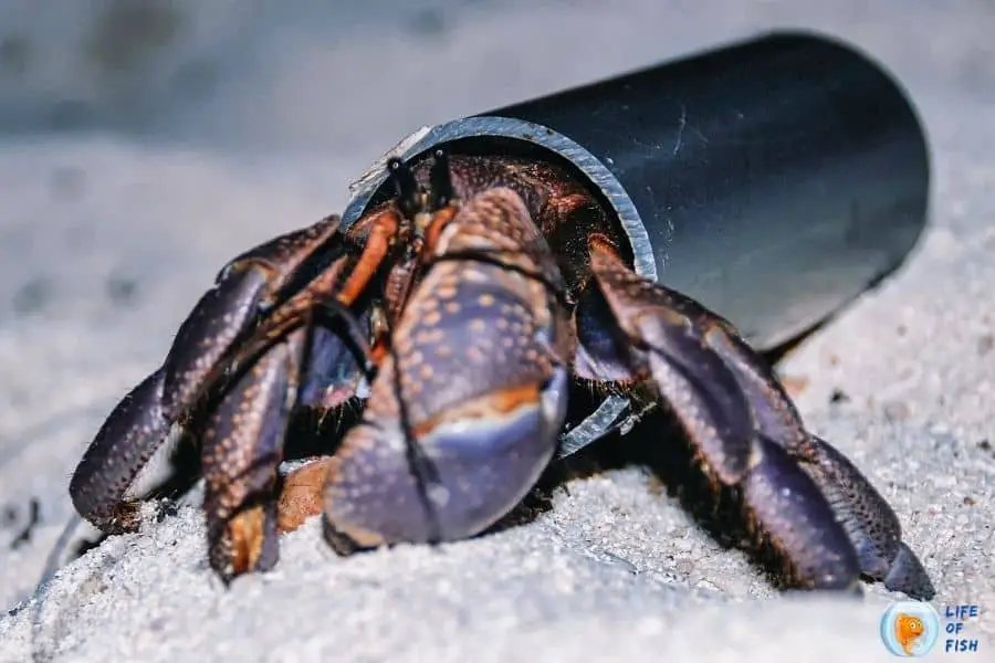 Is Coconut Crab Edible? | 14 Facts You Never Knew About