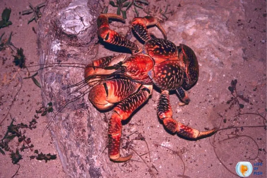 coconut crab edible