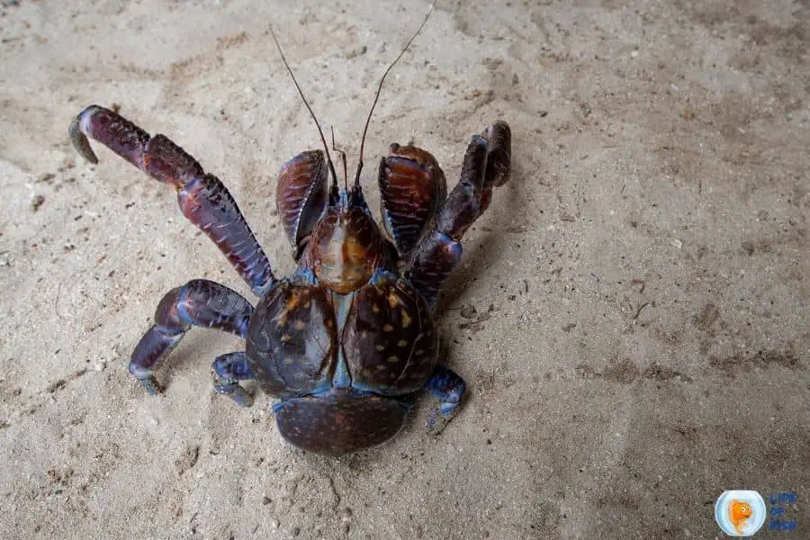 coconut crab edible