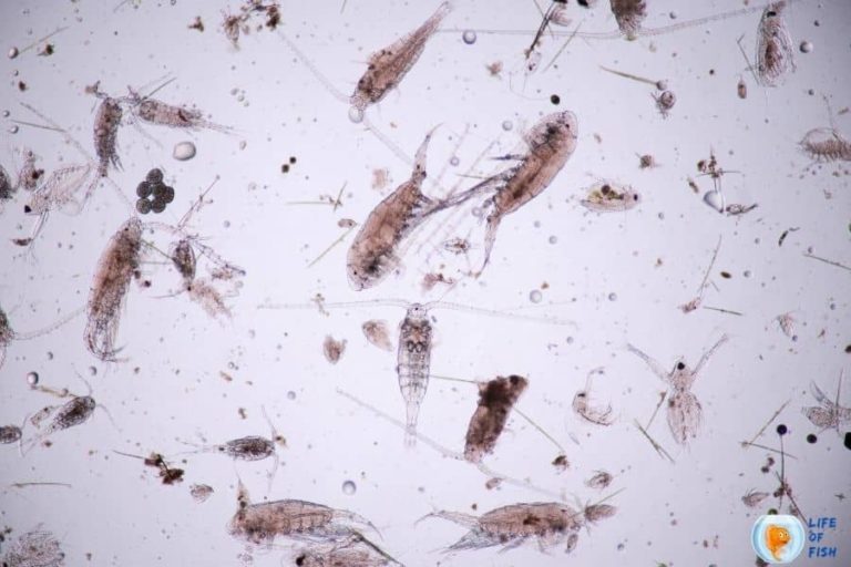 How To Get Rid Of Copepods In Fish Tank? Aquarit's Secrets