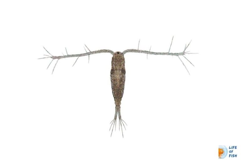 How To Get Rid Of Copepods In Fish Tank? Aquarit