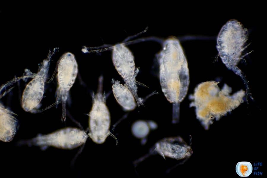 copepods in fish tank