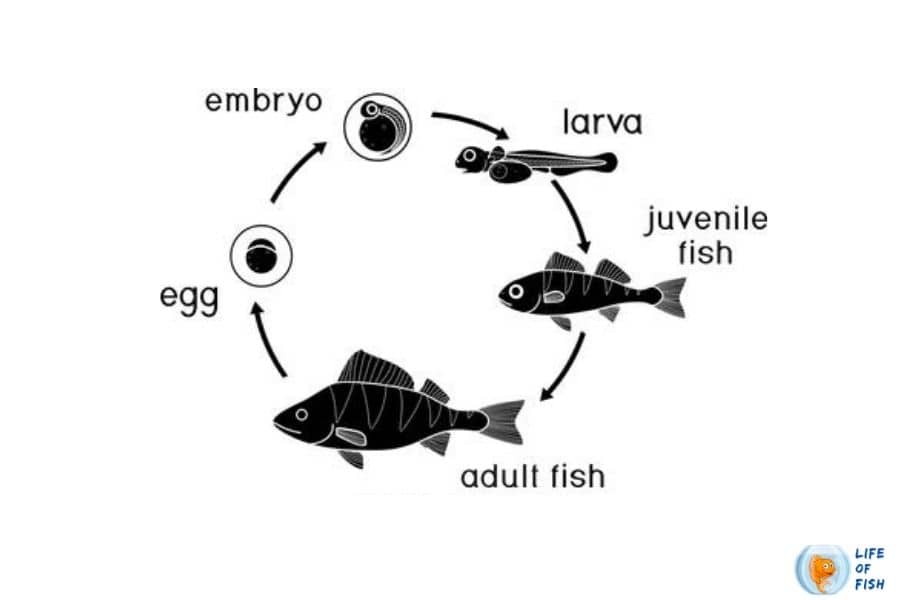 drumfish life cycle