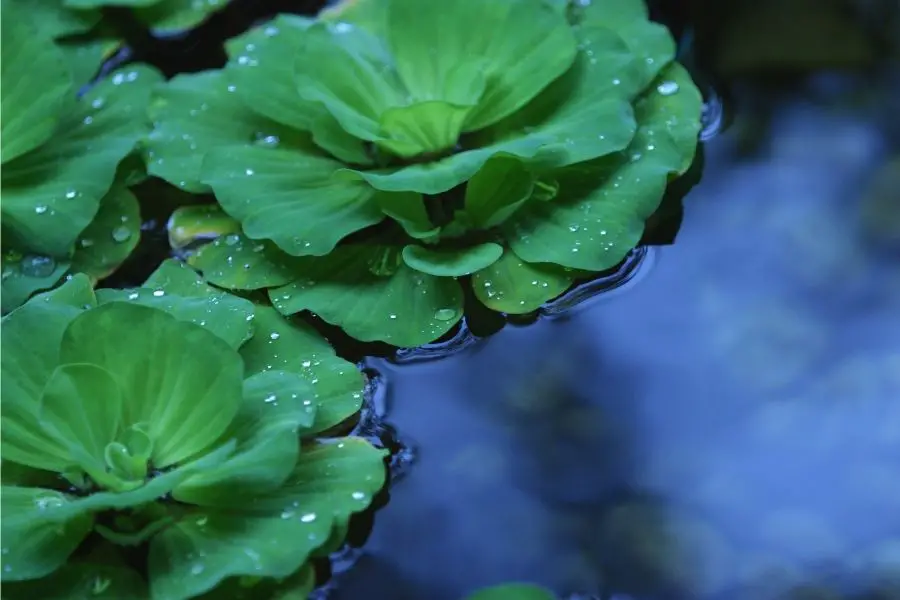 Floating aquarium plants