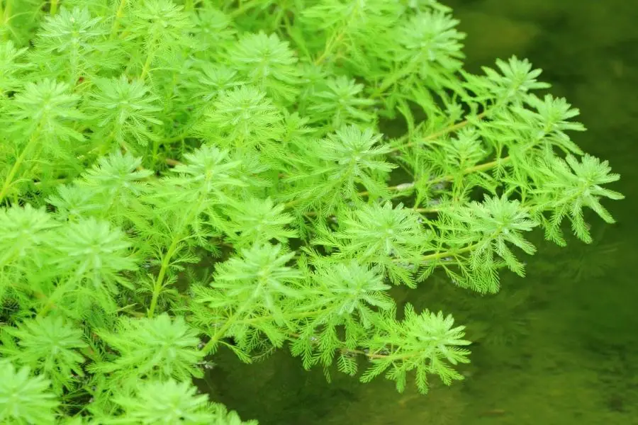 Floating aquarium plants