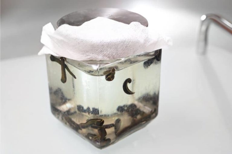 7 Ways To Get Rid Of Leeches In Your Fish Tank