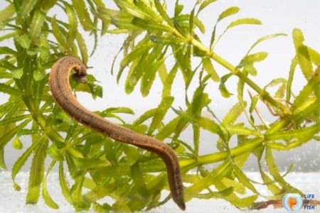7 Ways To Get Rid Of Leeches In Your Fish Tank