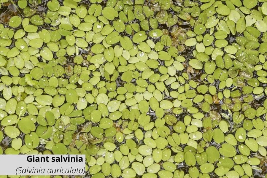 Floating aquarium plants