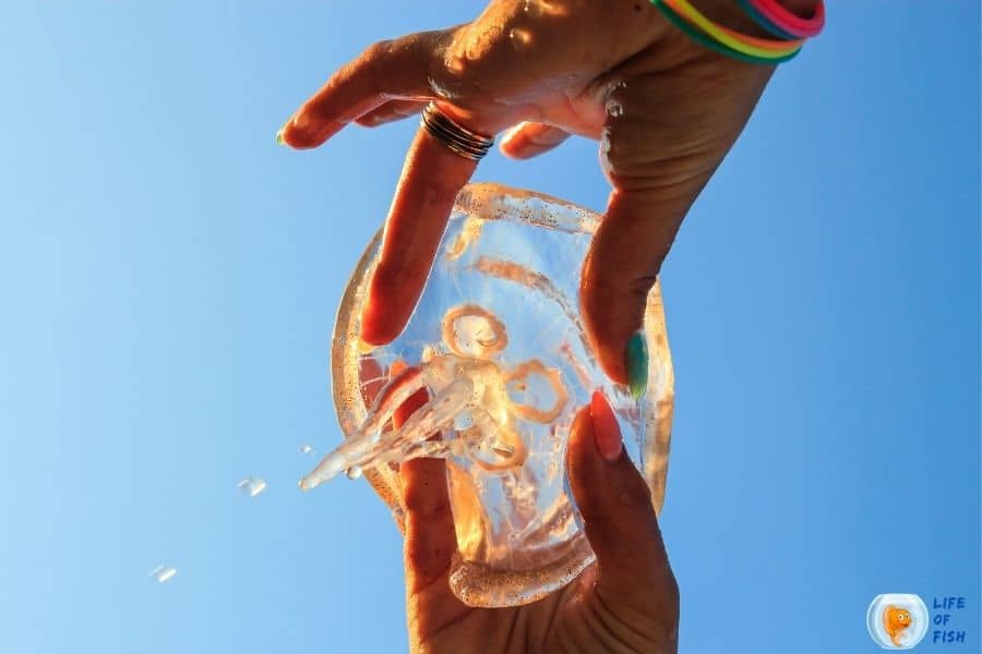 moon jellyfish sting