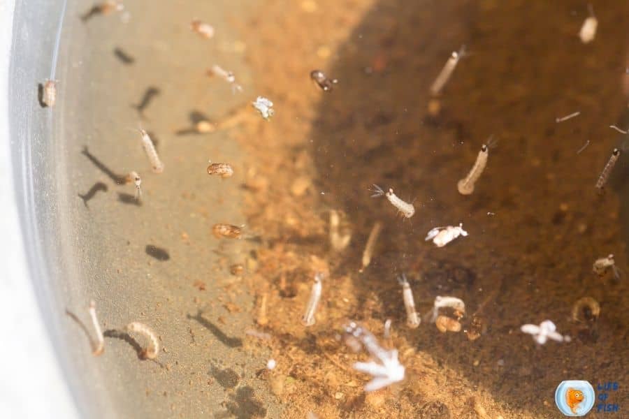 mosquito in fish tank