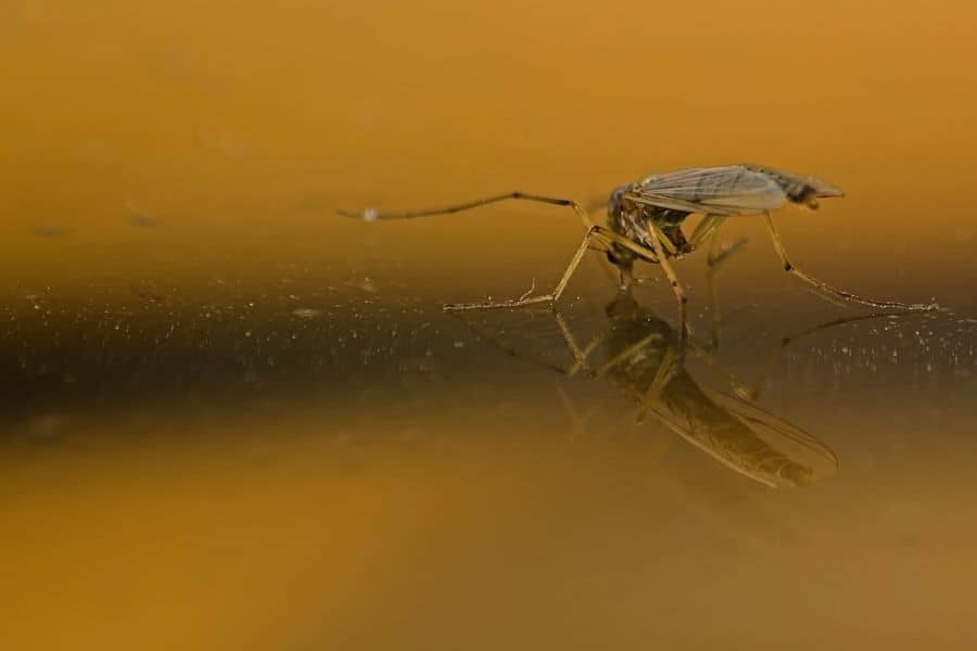 mosquito in fish tank