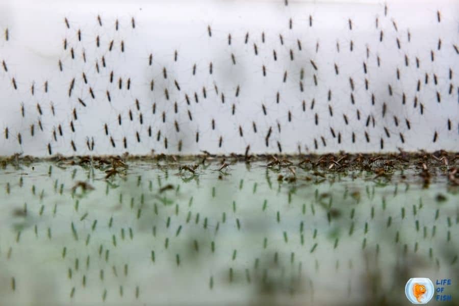 mosquito in fish tank