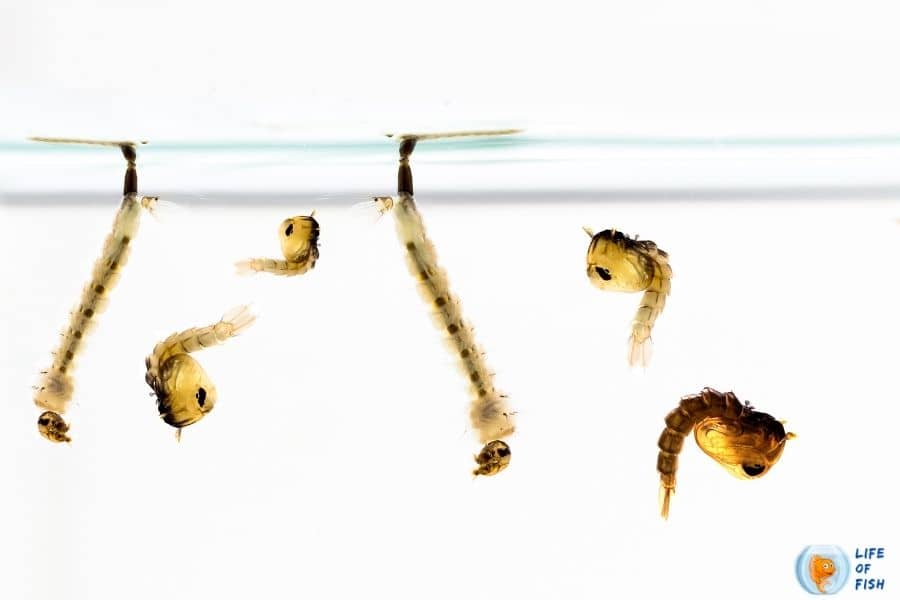 Do Goldfish Eat Mosquito Larvae