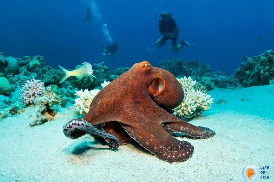 octopus breathe air