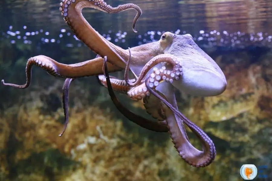 octopus breathe air
