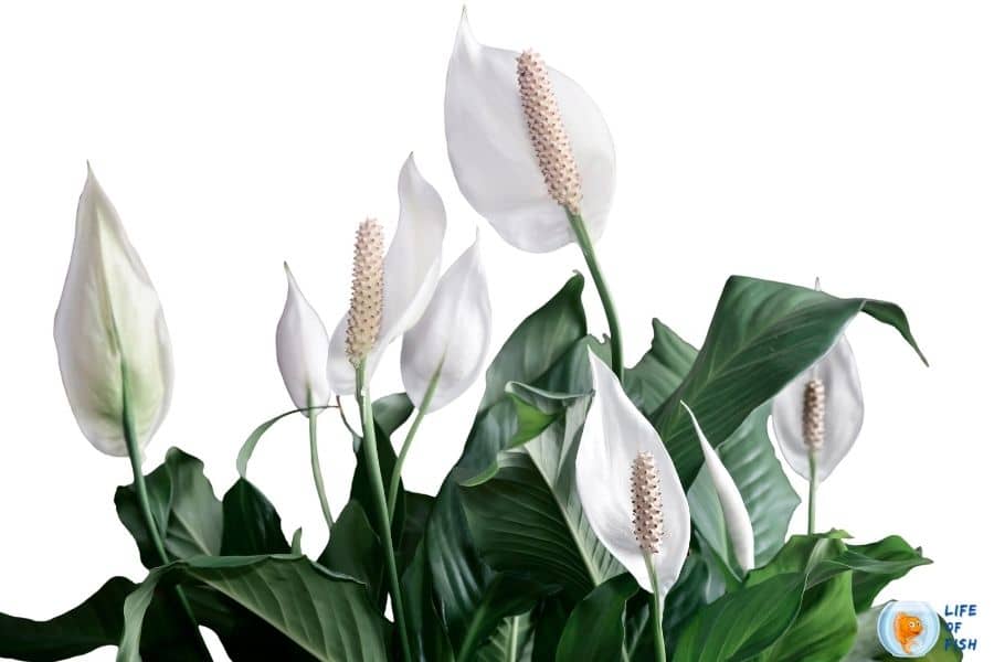 peace lily in aquarium